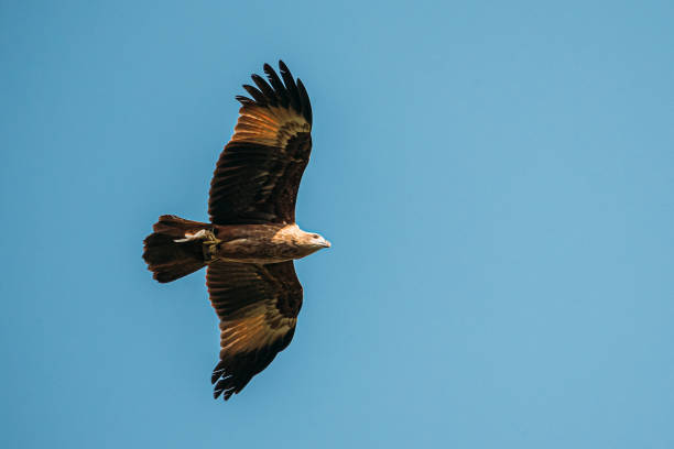 istock Goa, India. Brahminy Kite With Fish In Paws Flying In Blue Sky 1251027292