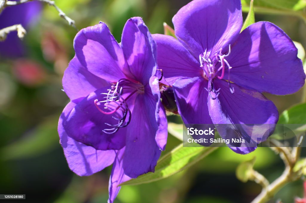 Purple flowers Flower Australia Stock Photo