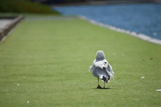 Seagull turn his back to all the problems