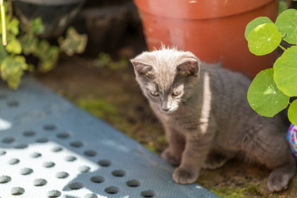 Grey cat playing in the back garden. Shallow focus, blurred background. Cat is chasing after flies