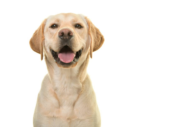 porträt eines blonden labrador retriever hund blick in die kamera mit einem großen glücklichen lächeln isoliert auf weißem hintergrund - tierkopf stock-fotos und bilder