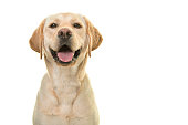 istock Portrait of a blond labrador retriever dog looking at the camera with a big happy smile isolated on a white background 1251033537