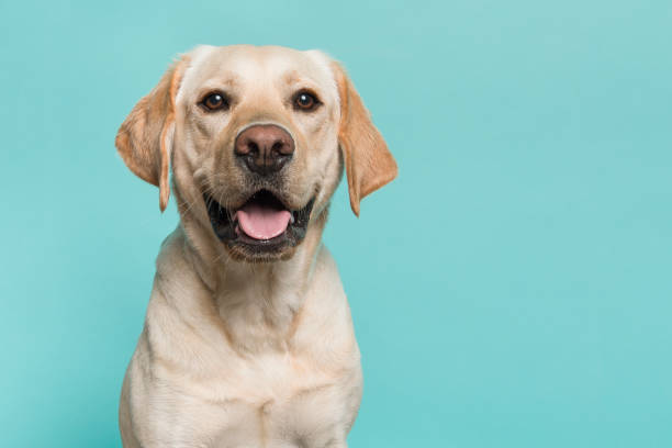 retrato de un perro labrador recuperador rubio mirando a la cámara con la boca abierta vista desde el frente sobre un fondo azul turquesa - fondo azul fotos fotografías e im ágenes de stock