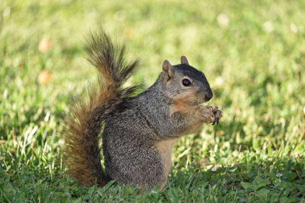 istock A portrait of a squirrel 1251034348