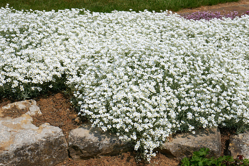 A shot of many flowers in a healthy field, gypsophila flowers.