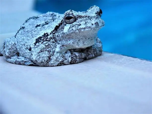 Photo of Royalty Free Photograph - Hey Kids The Water is Perfect for a Swim - Yep The Froggie Went A Swimmin' in Our Pool - It is Just Impossible to Deny God's Design in This Creature - Pennsylvania Frog Rests By the Edge of the Swimming Pool to Get Some Sun