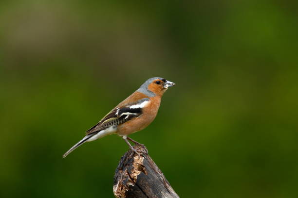 chaffinch masculino - chaffinch - fotografias e filmes do acervo