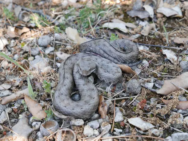 Photo of Close-up of a spanish adder/ viper Vipera latastei,snub-nosed viper,horn, picture taken in Catalonia/Spain