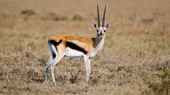 Thomson's Gazelle in the Maasai Mara, Kenya
