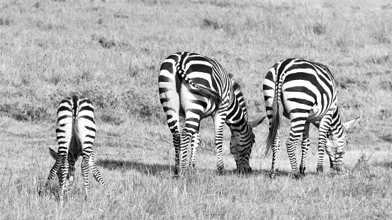 Zebra eating in the grasslands of the Maasai Mara, Kenya, Africa