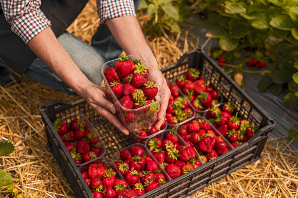 istock Crop man harvesting strawberries on farm 1251044434