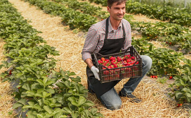 istock Male farmer during strawberry harvest 1251044441