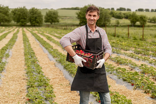 istock Cheerful man harvesting strawberries on farm 1251044443