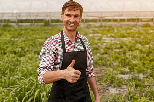 Cheerful gardener in black apron enjoying plants and showing thumb on camera and looking at camera with smile in green house
