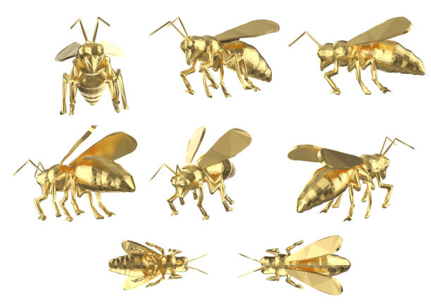 Set of polygonal wasps