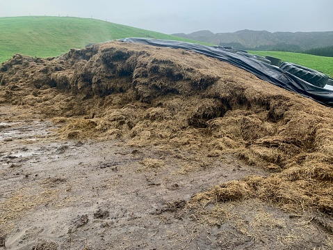 Building A Silage Stack Silage Stack Stock Photo - Download Image Now - Silage, Stack ...