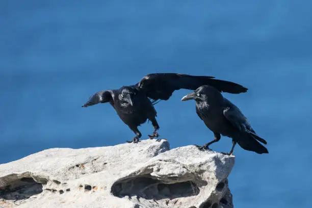 Photo of Australian Raven