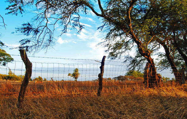 istock Wire Fence in Maui, Hawaii 1251047031