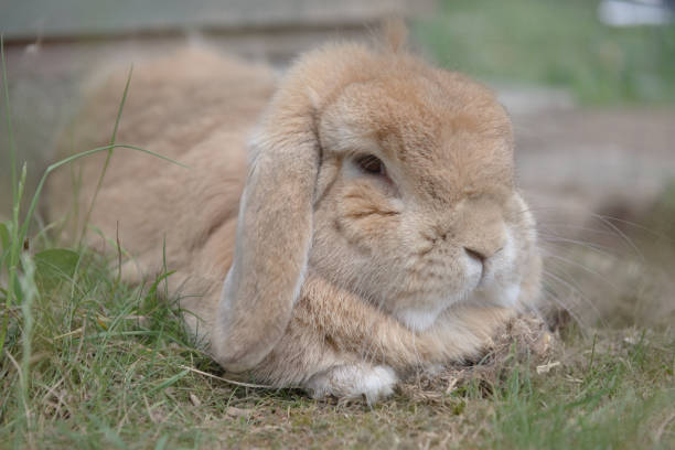 istock Sandy netherlands dwarf lop rabbit lies among scrub grass, looking dozily at the camera. 1251047045