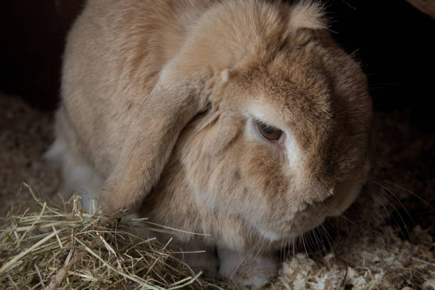 il coniglio domestico, lop nano olandese, si trova tra segatura e fieno. sembra lunatico con uno sfondo scuro dal flash. - animal head flash foto e immagini stock