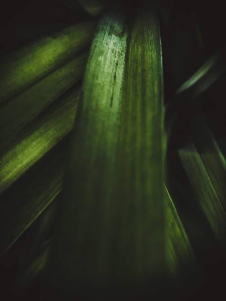 Dark green abstract close up of plant. stock photo