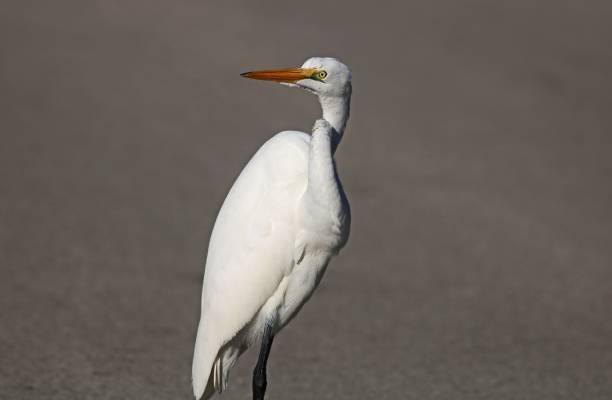 When You Want to Walk Away from Something but Then Feel Super Feisty A great egret started to walk away but then turned when it heard something ding darling national wildlife refuge stock pictures, royalty-free photos & images