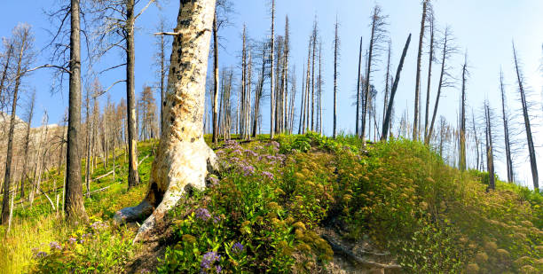 istock Burnt Trees, Panoramic View of Wildflowers After Forest Fire 1251050469