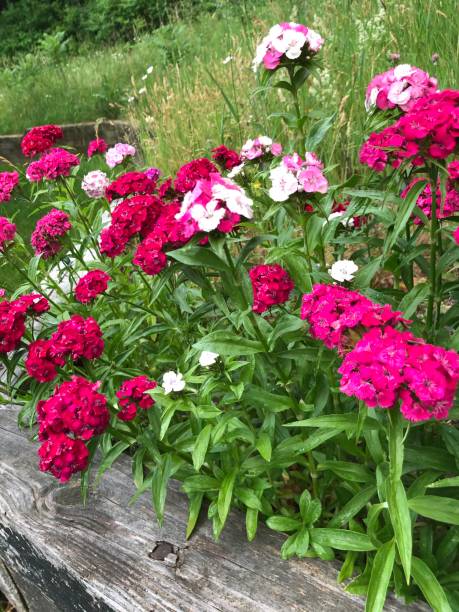 istock Bright pink phlox flower 1251051266