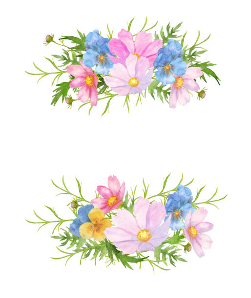 illustrations, cliparts, dessins animés et icônes de cosmos et fleurs pansy - cosmos flower cut flowers daisy family blue