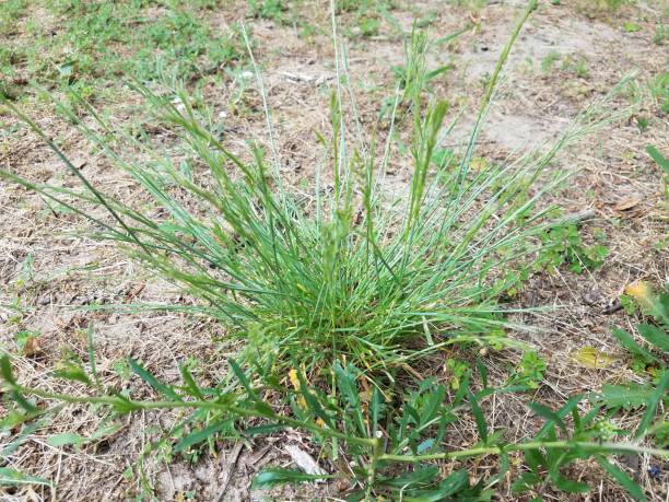 istock green grass or weed on ground or dirt 1251051381