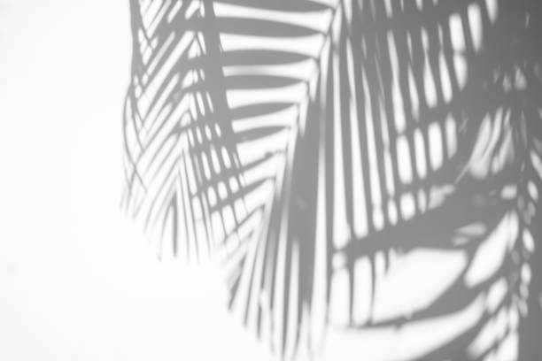 istock abstract background of shadows palm leaf on white wall 1251057488