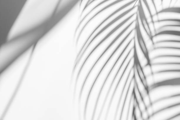 Photo of abstract background of shadows palm leaf on white wall