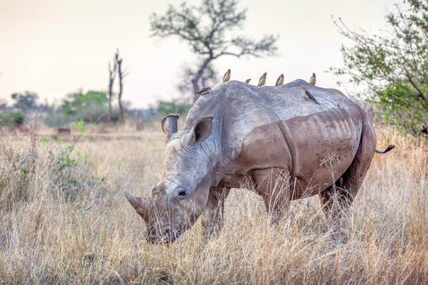 istock A White Rhino in Kruger Park 1251059073