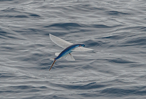 The Australasian flying fish, Cheilopogon pinnatibarbatus melanocercus, is a subspecies of flyingfish of the family Exocoetidae, found off New South Wales of Australia, and around New Zealand, in surface waters. Its length is up to 45 cm. Flying over the water.