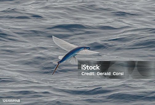 1,400+ Flying Fish Stock Photos, Pictures & Royalty-Free Images - iStock