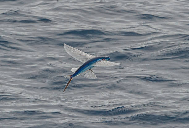 The Australasian flying fish, Cheilopogon pinnatibarbatus melanocercus, is a subspecies of flyingfish of the family Exocoetidae, found off New South Wales of Australia, and around New Zealand, in surface waters. Its length is up to 45 cm. Flying over the stock photo