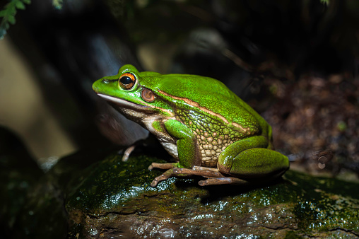 The Green and Golden Bell Frog (Litoria aurea or Ranoidea aurea), also named the Green Bell Frog, Green and Golden Swamp Frog and Green Frog, is a ground-dwelling tree frog native to eastern Australia. The frog remains abundant in New Zealand and several other Pacific Islands, where it has been introduced.  Pelodryadidae