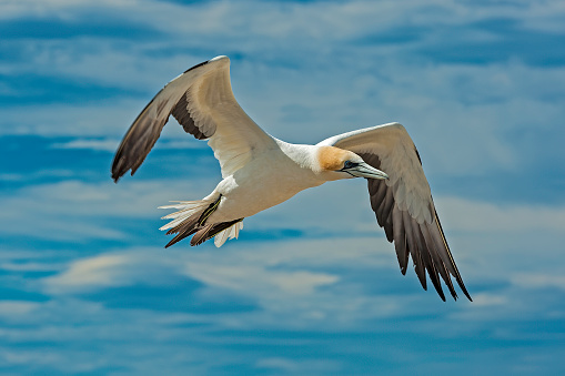 The Australasian Gannet (Morus serrator), also Australian Gannet, Tākapu) is a large seabird of the gannet family Sulidae. The colony is on Cape Kidnapper on the North Island of New Zealand. Birds flying over the colony.