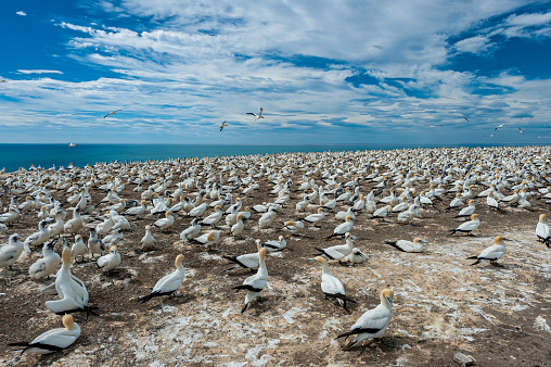 Huge sea birds enjoying the beach