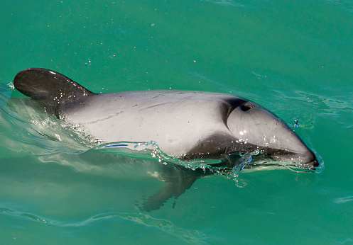 A Peale's dolphin springs into the air as it swims in the waters of the coast of Chile.