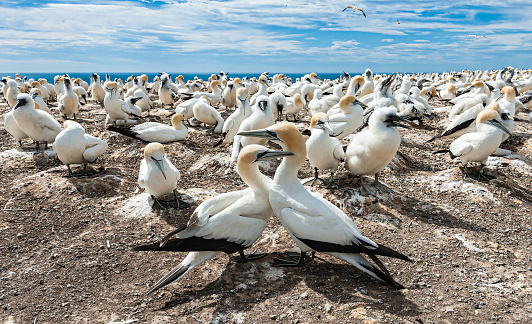 The Australasian Gannet (Morus serrator) Australian Gannet, Tkapu) is a large seabird of the gannet family Sulidae. At the colony on Cape Kidnapper on the North Island of New Zealand.
