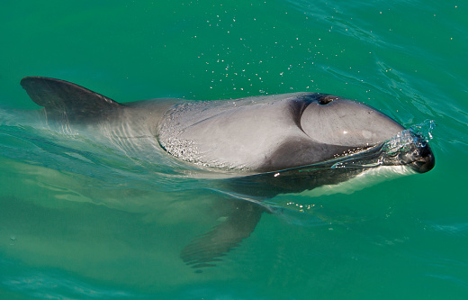 Aerial view of a pod of dolphins in the shallow water