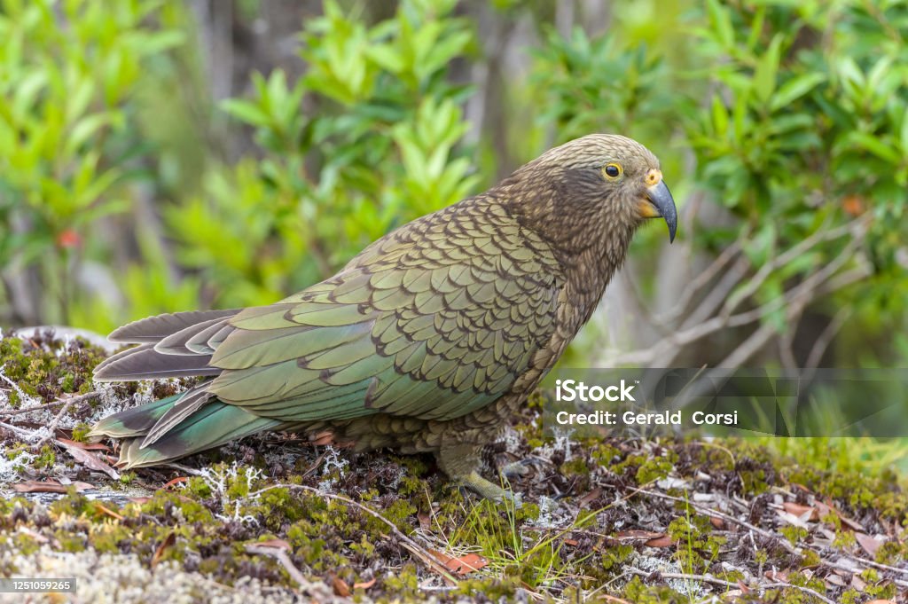 The Kea, Nestor notabilis, is a large species of parrot (family Nestoridae) found in forested and alpine regions of the South Island of New Zealand. The Kea is the world's only alpine parrot. Its omnivorous diet includes carrion but consists mainly of roo The Kea, Nestor notabilis, is a large species of parrot (family Nestoridae) found in forested and alpine regions of the South Island of New Zealand. The Kea is the world's only alpine parrot. Its omnivorous diet includes carrion but consists mainly of roots, leaves, berries, nectar, and insects. Westland National Park. Threatened and endangered. Animal Stock Photo