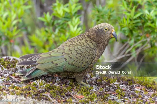 The Kea Nestor Notabilis Is A Large Species Of Parrot Found In Forested And Alpine Regions Of The South Island Of New Zealand The Kea Is The Worlds Only Alpine Parrot Its Omnivorous Diet Includes Carrion But Consists Mainly Of Roo Stock Photo - Download Image Now