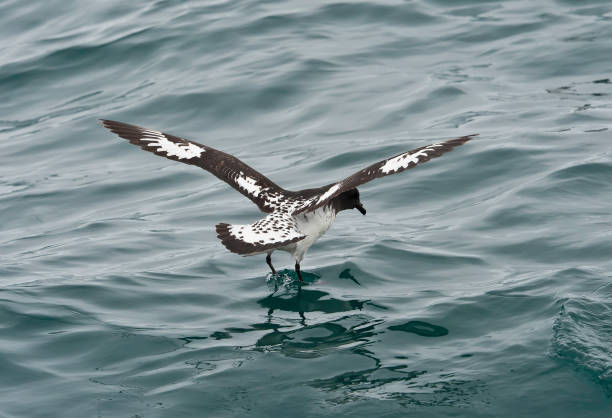 le cap petrel (daption capense) également appelé cape pigeon ou pintado petrel, est un oiseau de mer commun de l’océan austral de la famille procellariidae. il est le seul membre du genre daption, et est allié aux pétrels fulmarine, et le pétrel g� - fulmar photos et images de collection