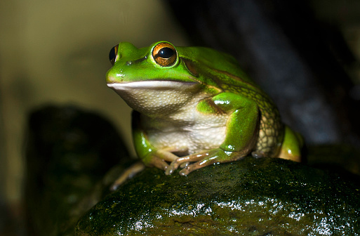 Green wild frog lost in town.