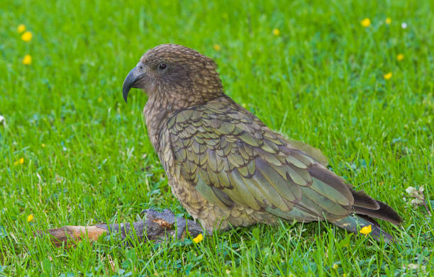 The Kea, Nestor notabilis, is a large species of parrot (family Nestoridae) found in forested and alpine regions of the South Island of New Zealand. The Kea is the world's only alpine parrot. Its omnivorous diet includes carrion but consists mainly of roots, leaves, berries, nectar, and insects. Westland National Park. Threatened and endangered. el kea, nestor notabilis, es una gran especie de loro (familia nestoridae) que se encuentra en las regiones boscosas y alpinas de la isla sur de nueva zelanda. el kea es el único loro alpino del mundo. su dieta omnívora incluye carroña, pero consiste pr