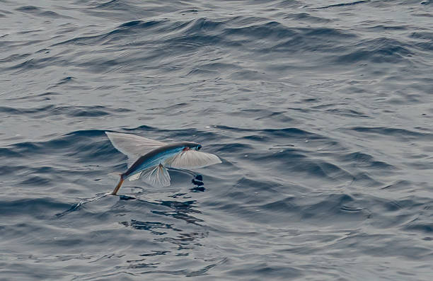 The Australasian flying fish, Cheilopogon pinnatibarbatus melanocercus, is a subspecies of flyingfish of the family Exocoetidae, found off New South Wales of Australia, and around New Zealand, in surface waters. Its length is up to 45 cm. Flying over the water. el pez volador de australasia, cheilopogon pinnatibarbatus melanocercus, es una subespecie de peces voladores de la familia exocoetidae, encontrado en nueva gales del sur de australia, y alrededor de nueva zelanda, en aguas superficiales. su longitud es de