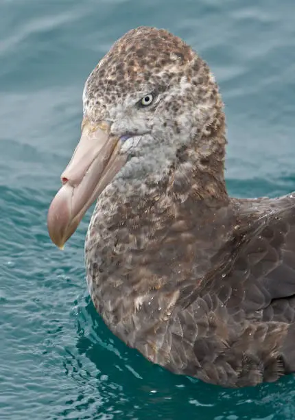 The Northern Giant Petrel (Macronectes halli), also known as the Hall's Giant Petrel, is a large seabird of the southern oceans.  Tasman Sea.