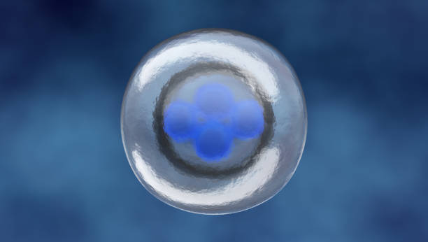istock 3d rendered illustration of a 16 cell stage embryo 1251061123